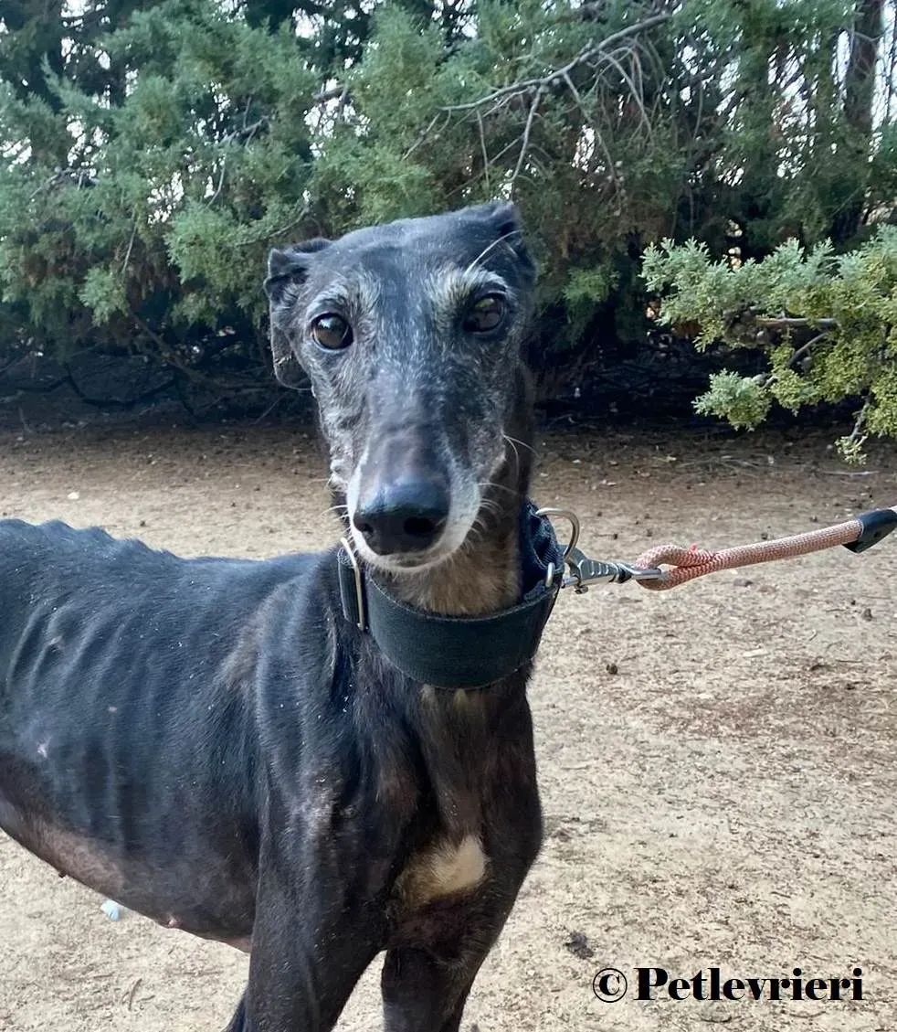 Reina galgo adozione pet levrieri onlus 0