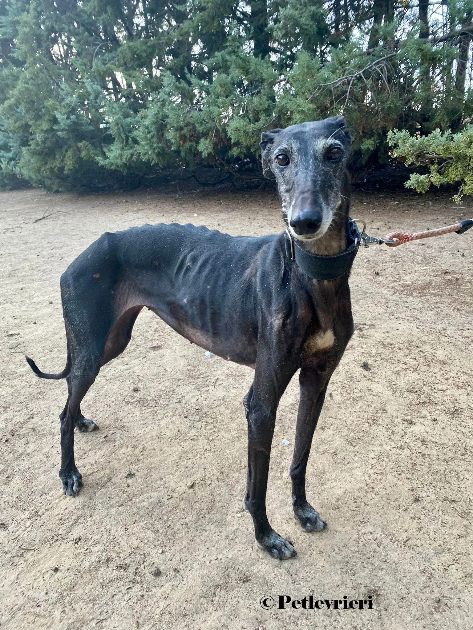 Reina galgo adozione pet levrieri onlus 2 2