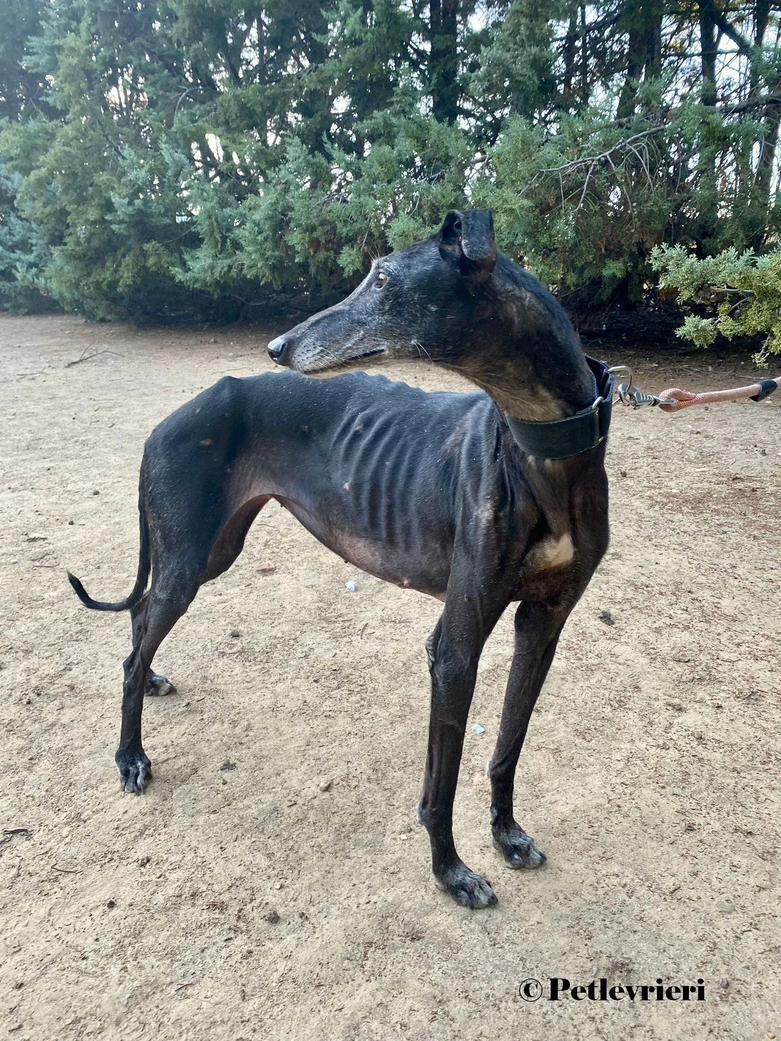 Reina galgo adozione pet levrieri onlus 3 3