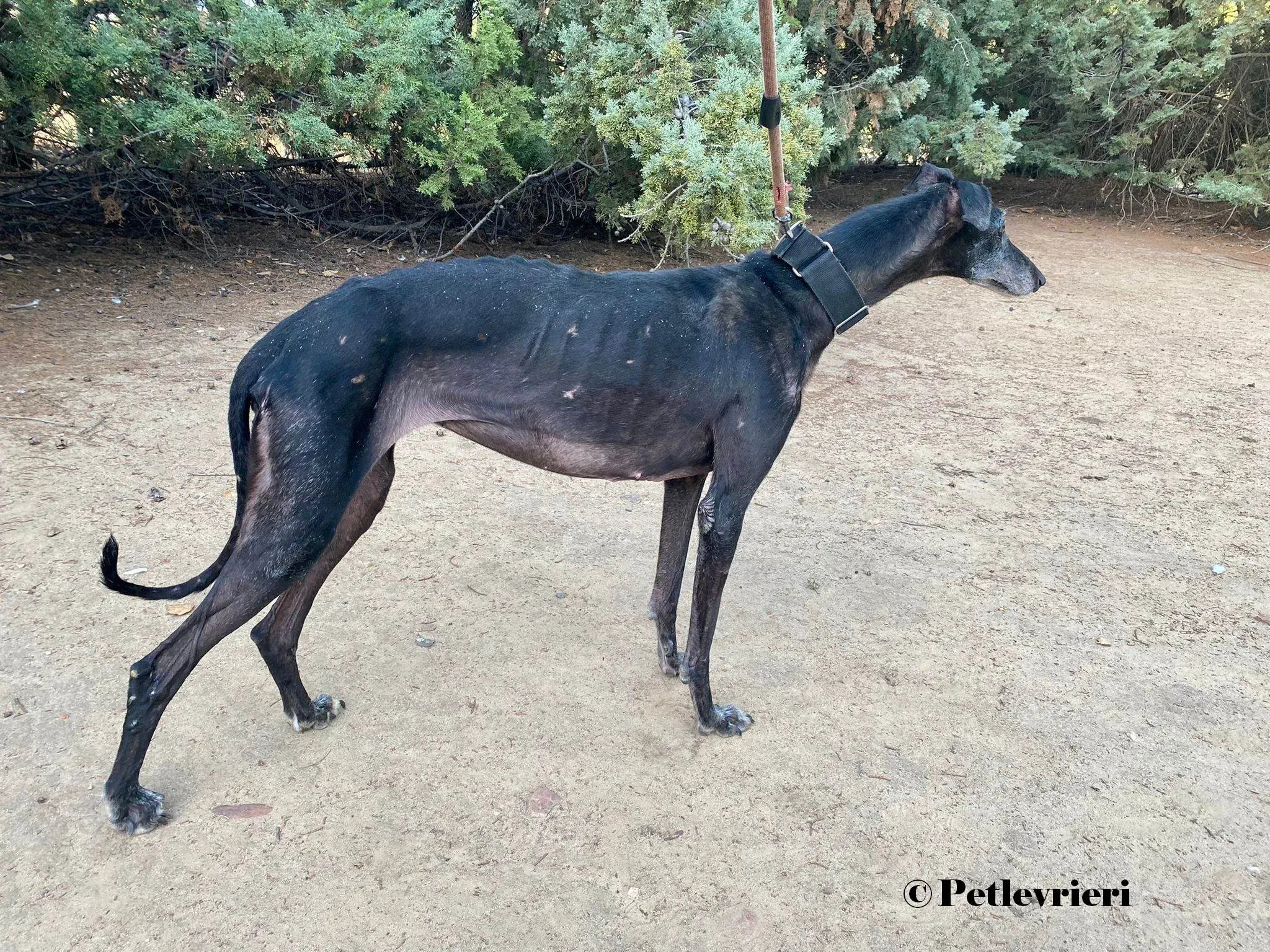Reina galgo adozione pet levrieri onlus 4 4