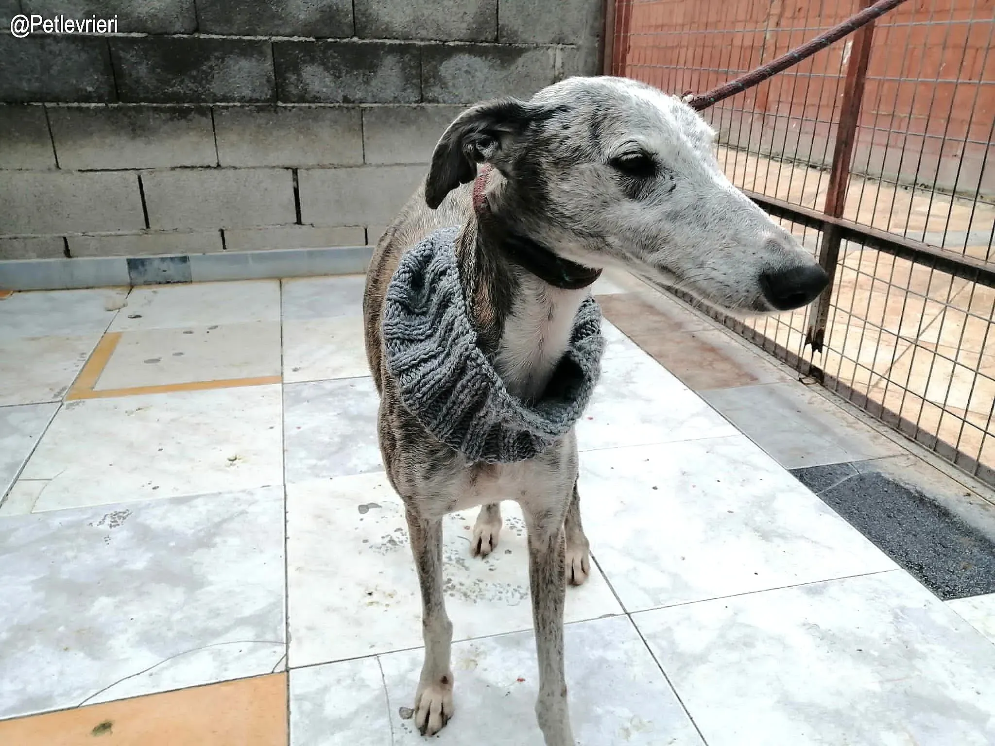 Remedios adozione levrieri galgo 1 copia