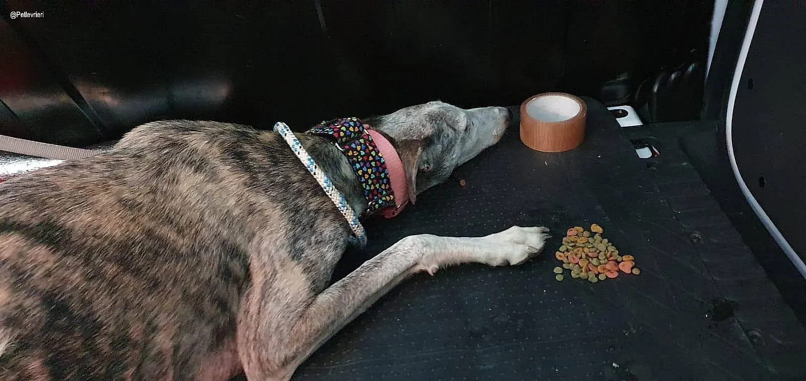 Remedios adozione levrieri galgo 1