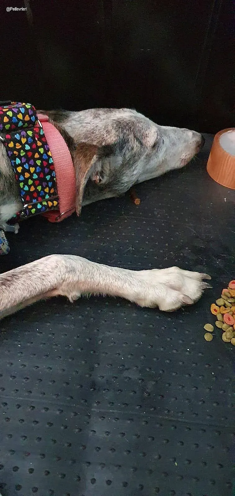 Remedios adozione levrieri galgo 2 copia