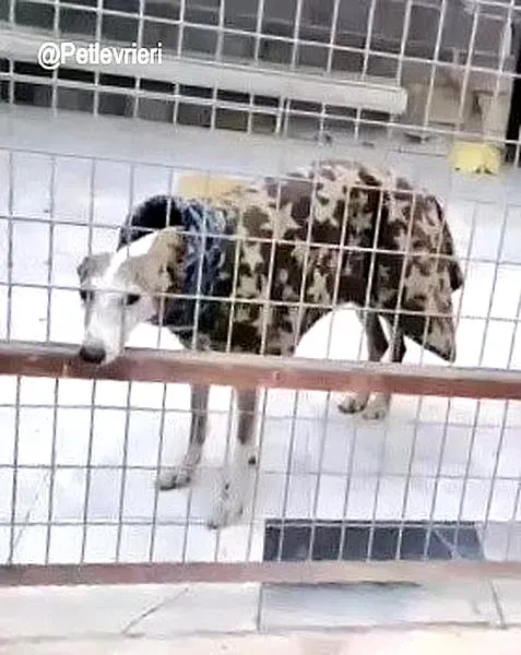 Remedios adozione levrieri galgo 2