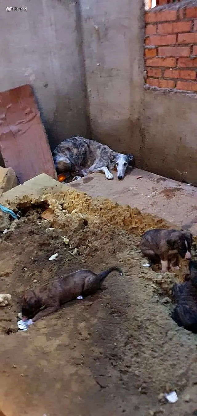 Remedios adozione levrieri galgo 3