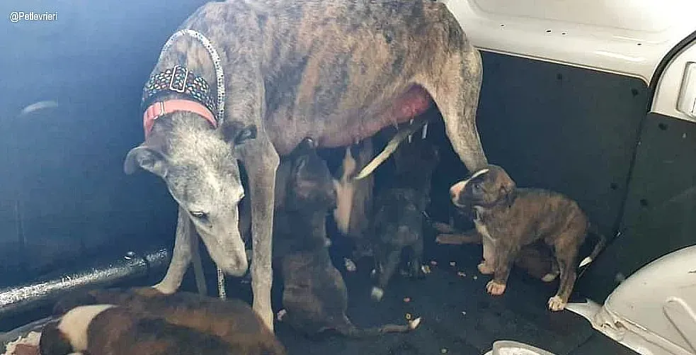 Remedios adozione levrieri galgo 4