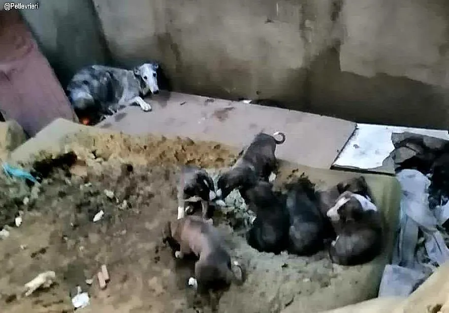 Remedios adozione levrieri galgo 5