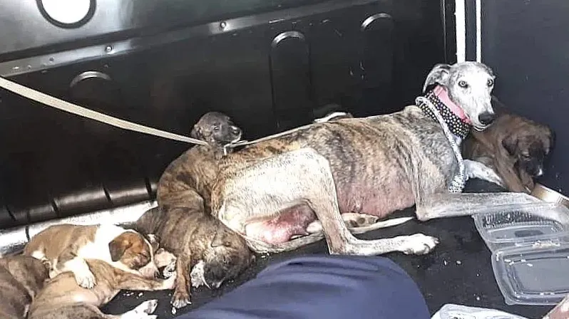 Remedios adozione levrieri galgo 6