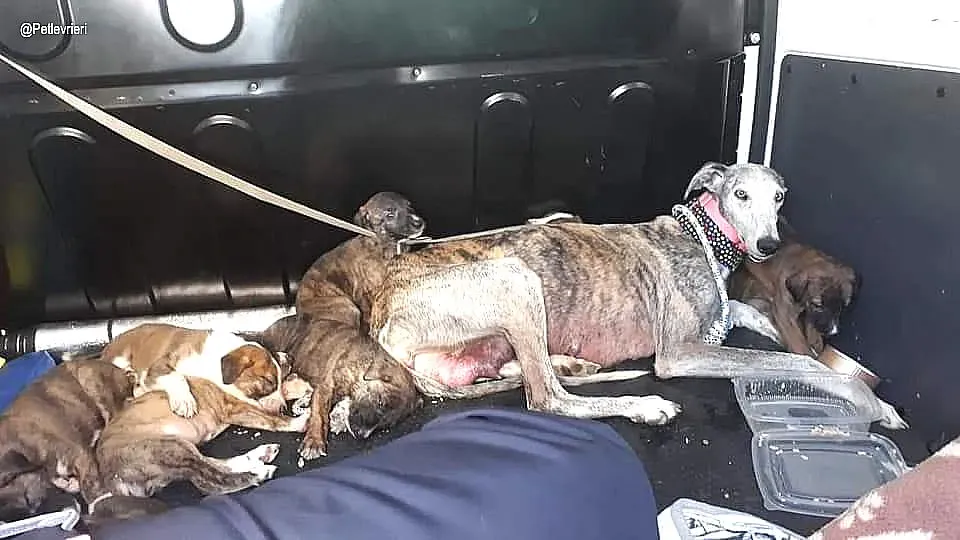 Remedios adozione levrieri galgo 6