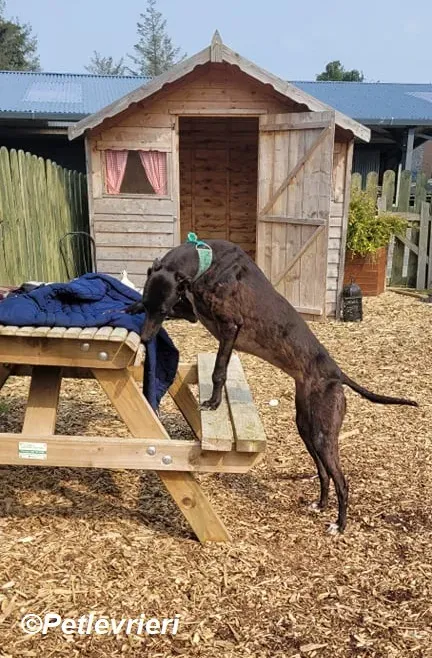 Resin adozione levrieri greyhound 1