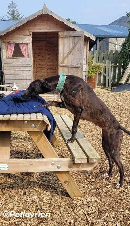 Resin adozione levrieri greyhound 2