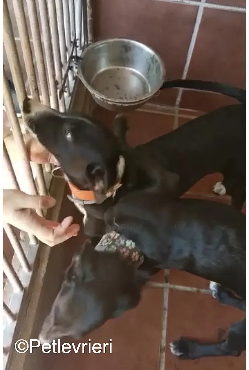 Ricky Black adozione levrieri galgo 01