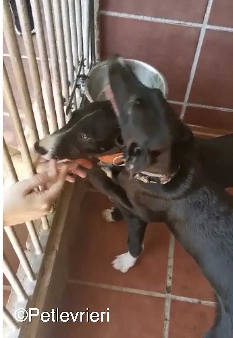 Ricky Black adozione levrieri galgo 02