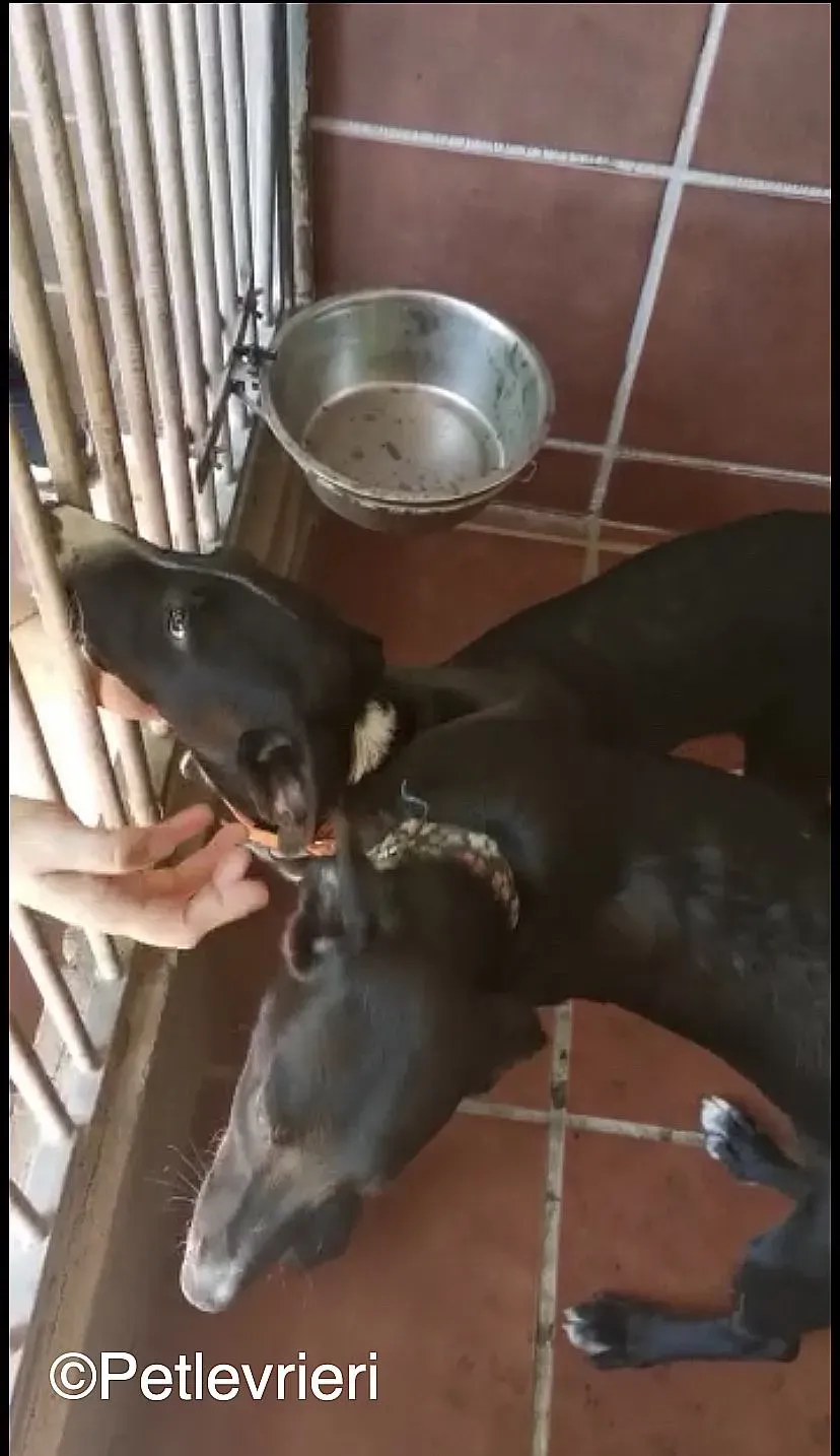 Ricky Black adozione levrieri galgo 03