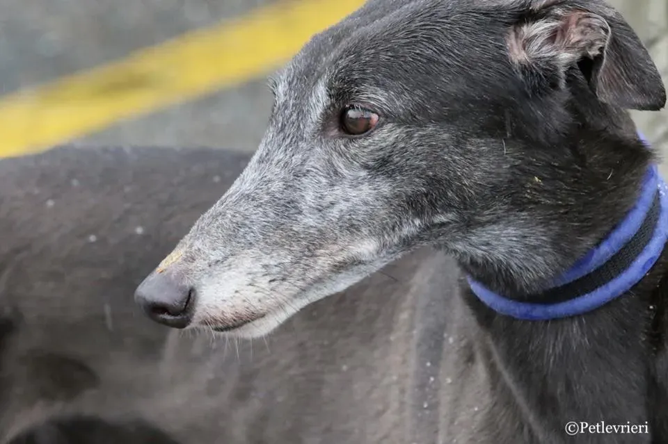 Ringing Hot adozione greyhound macao 1