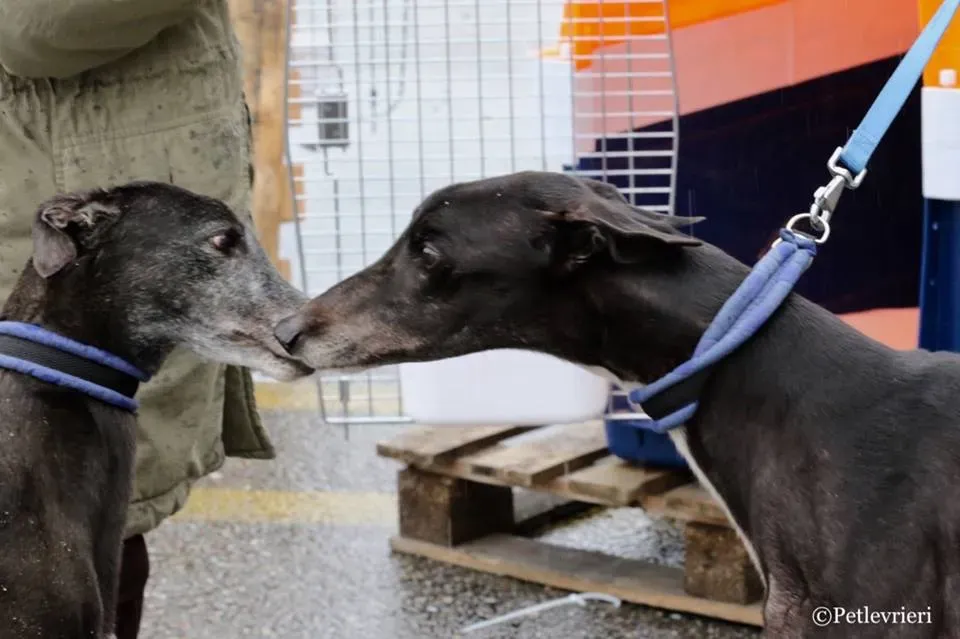 Ringing Hot adozione greyhound macao 10