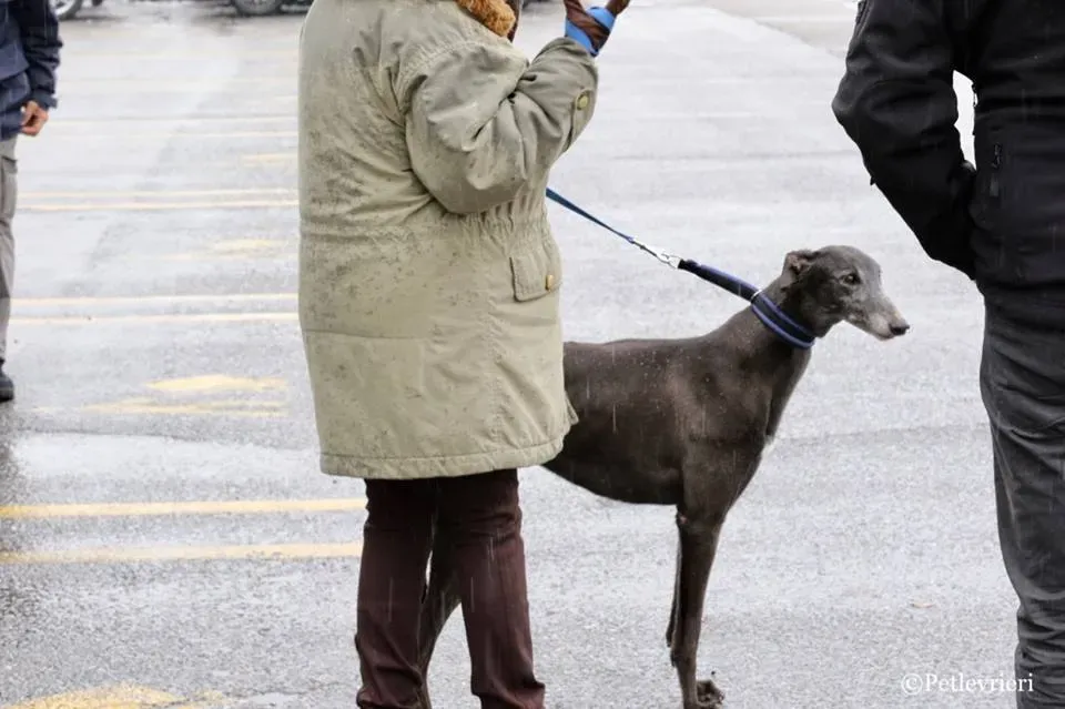 Ringing Hot adozione greyhound macao 11