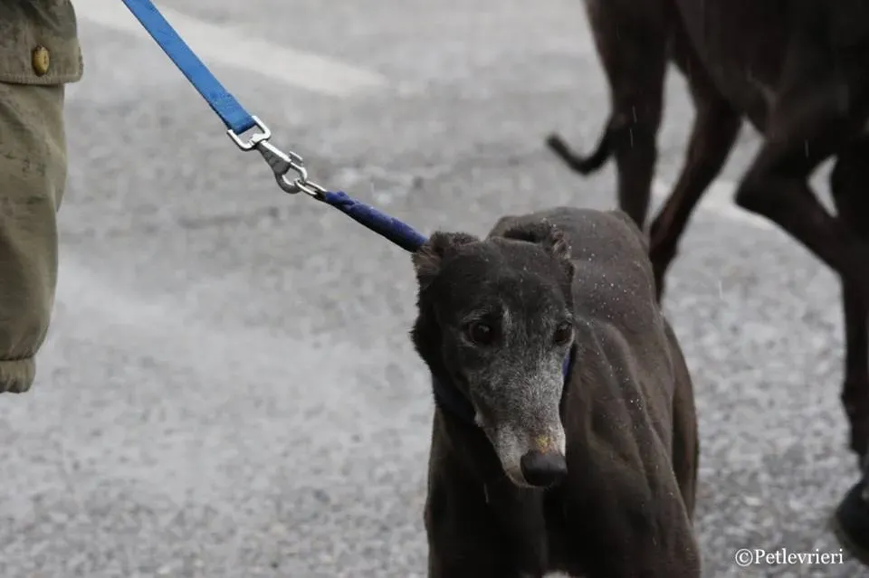 Ringing Hot adozione greyhound macao 12