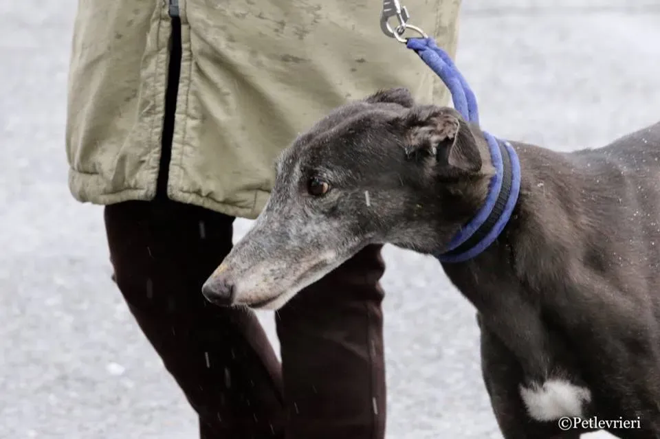 Ringing Hot adozione greyhound macao 13