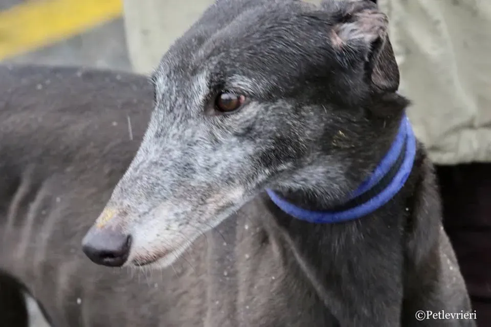 Ringing Hot adozione greyhound macao 14