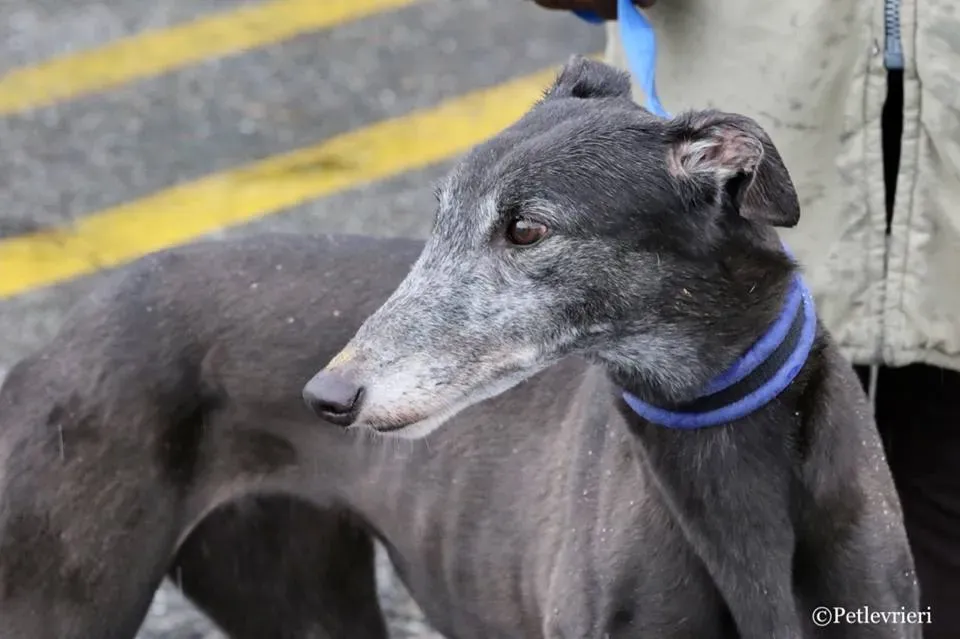 Ringing Hot adozione greyhound macao 15