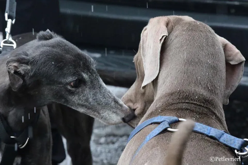 Ringing Hot adozione greyhound macao 16