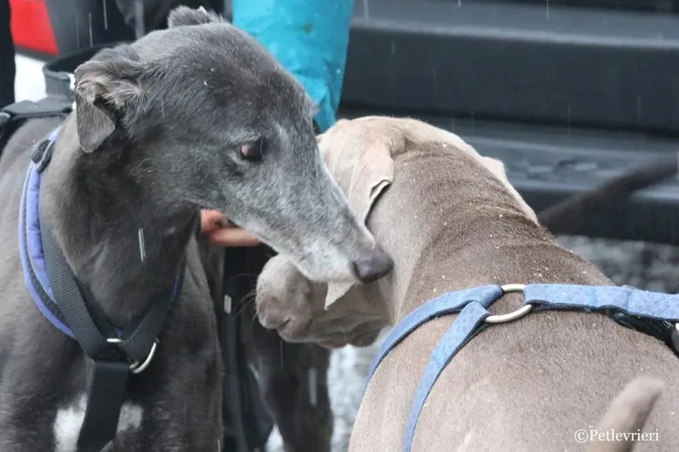 Ringing Hot adozione greyhound macao 17