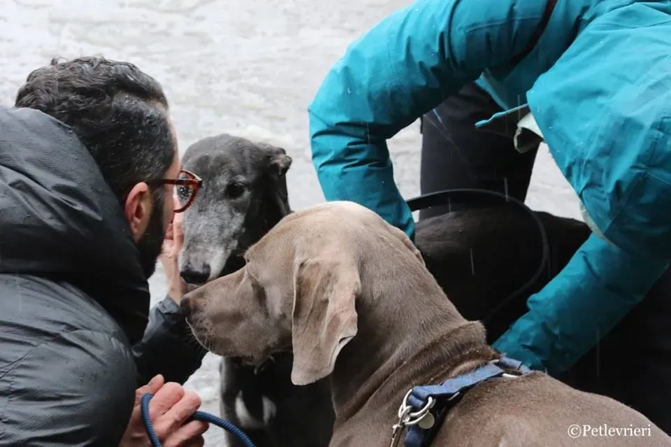 Ringing Hot adozione greyhound macao 18