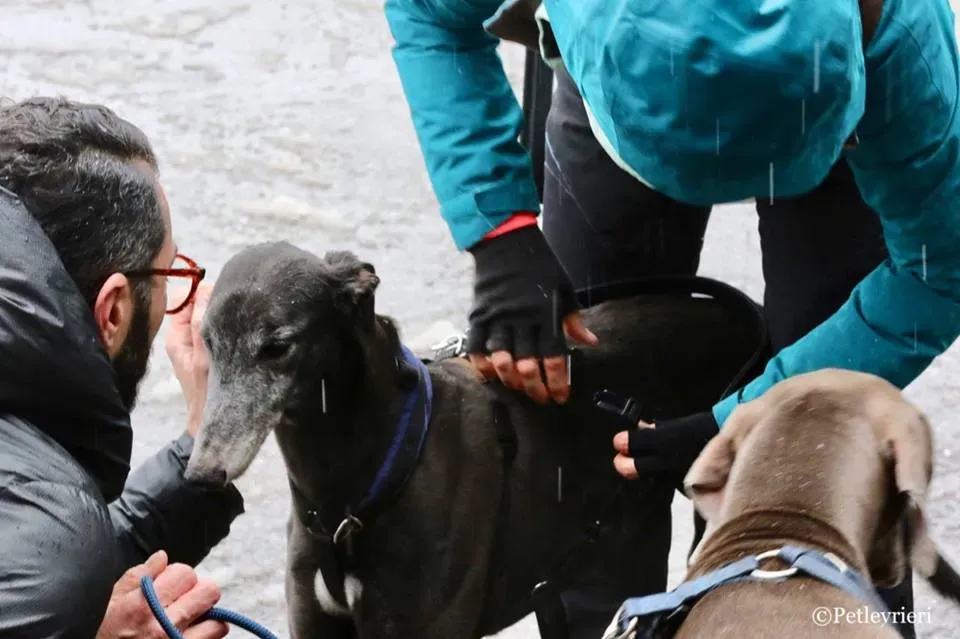 Ringing Hot adozione greyhound macao 19