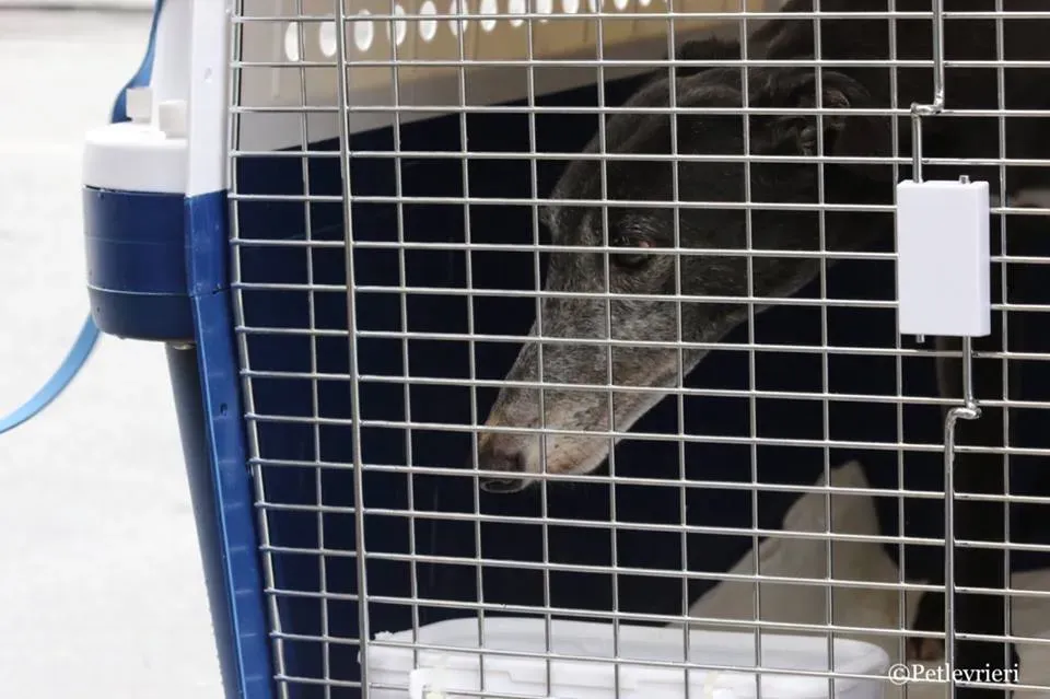 Ringing Hot adozione greyhound macao 2