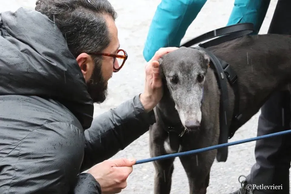 Ringing Hot adozione greyhound macao 20