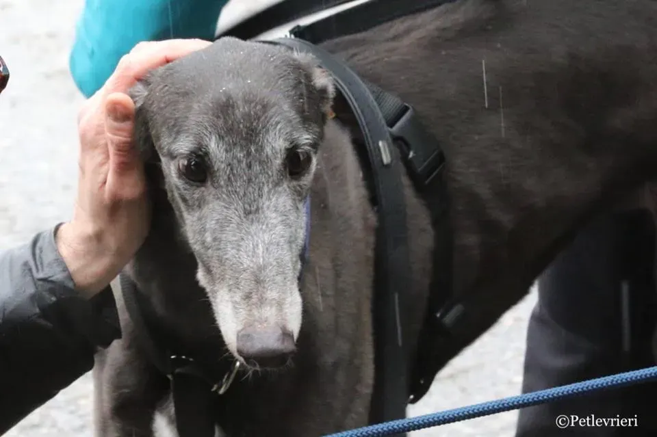 Ringing Hot adozione greyhound macao 21