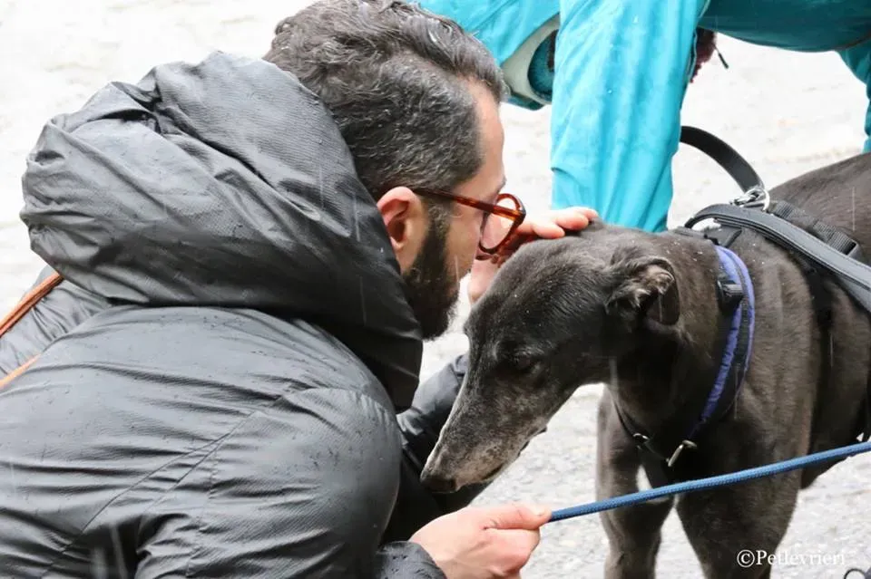 Ringing Hot adozione greyhound macao 22