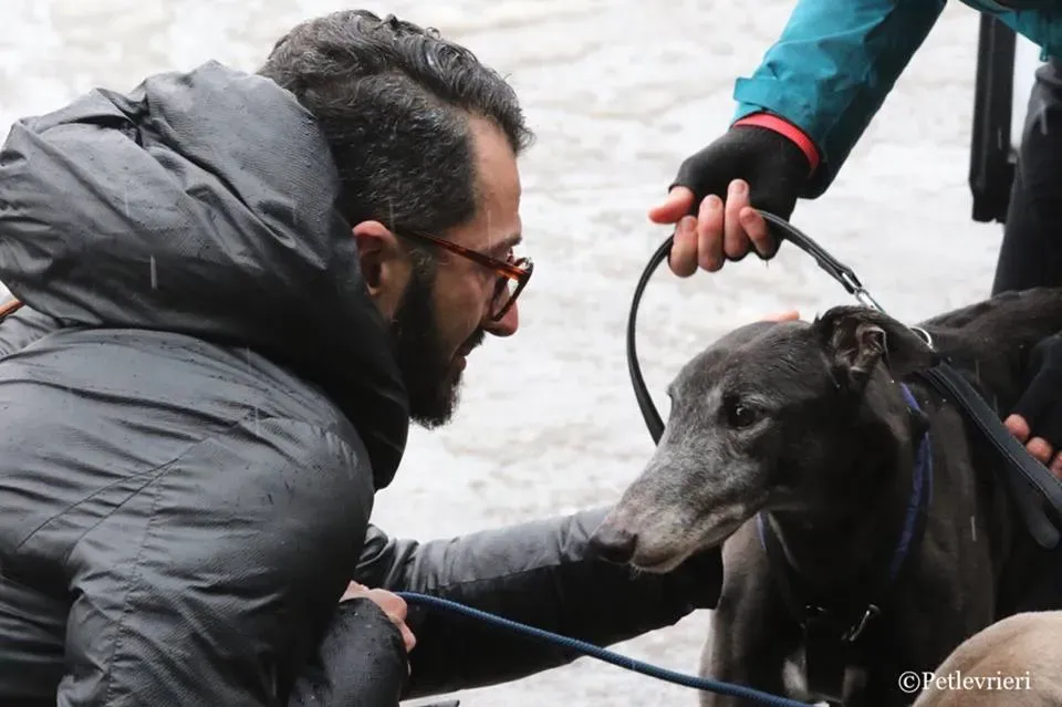 Ringing Hot adozione greyhound macao 23