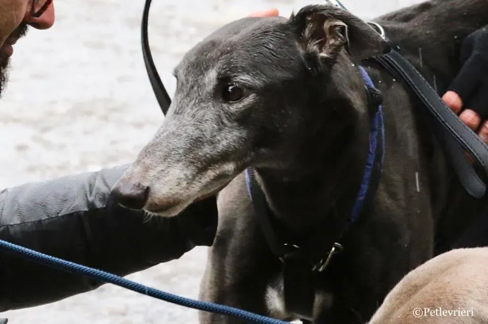 Ringing Hot adozione greyhound macao 24