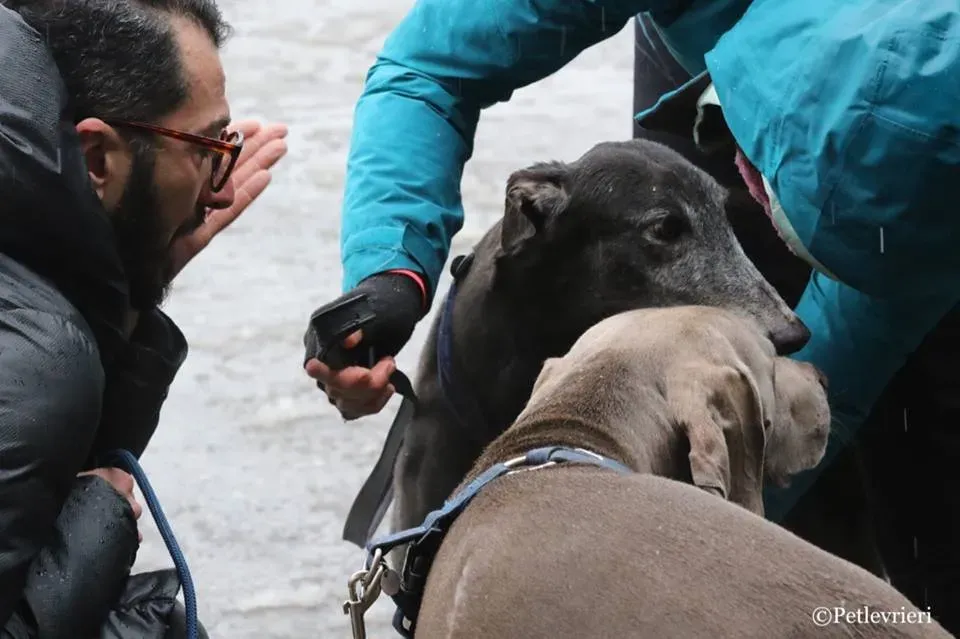 Ringing Hot adozione greyhound macao 25