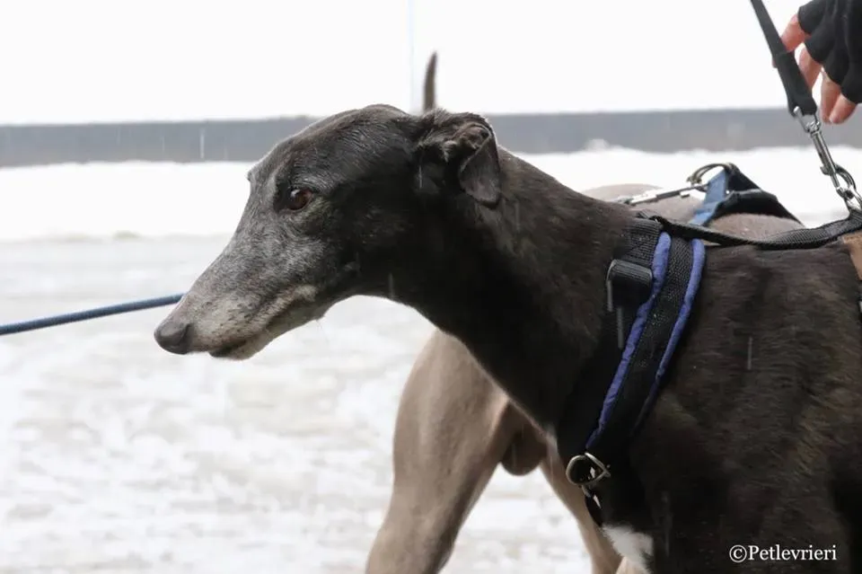 Ringing Hot adozione greyhound macao 26