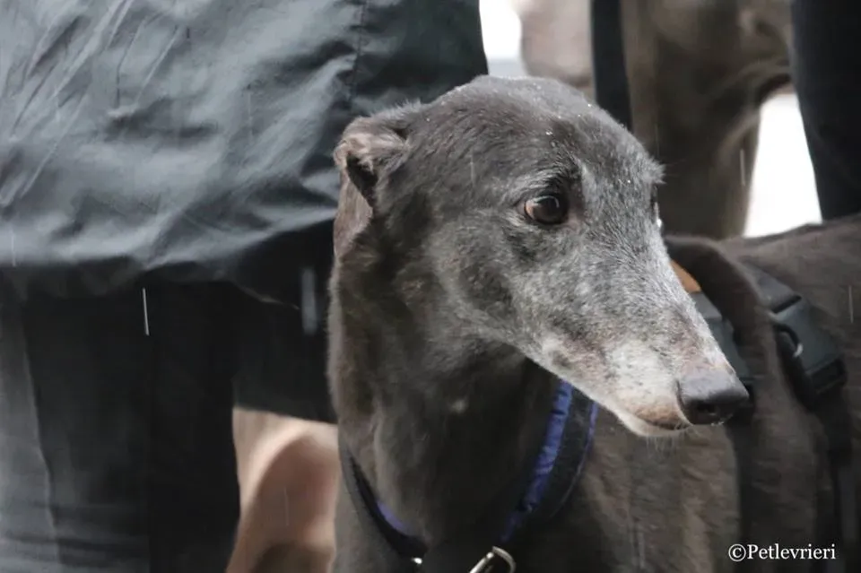 Ringing Hot adozione greyhound macao 27