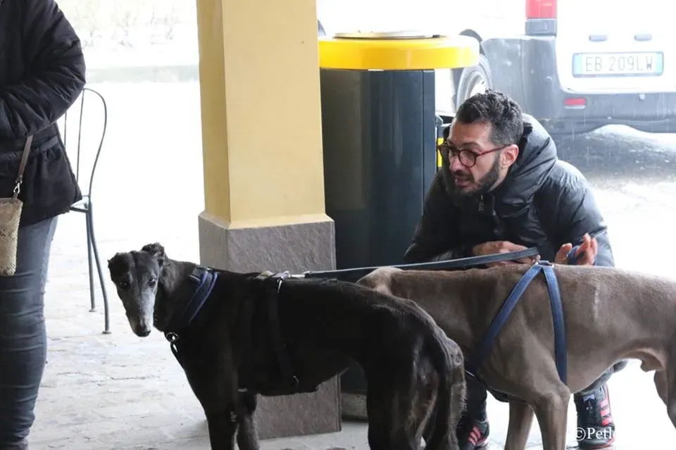 Ringing Hot adozione greyhound macao 28