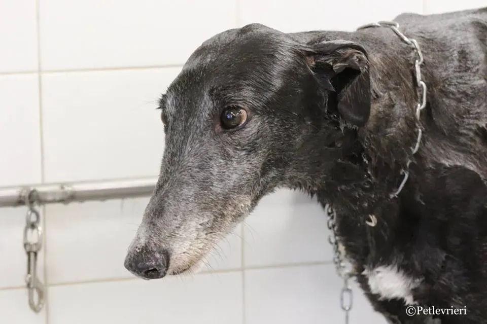 Ringing Hot adozione greyhound macao 29