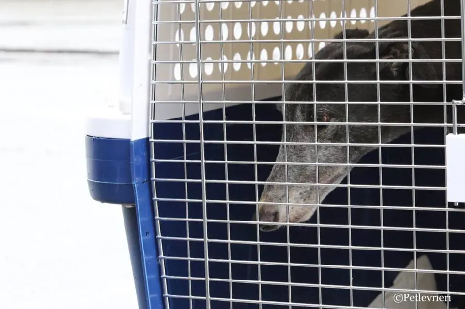 Ringing Hot adozione greyhound macao 3