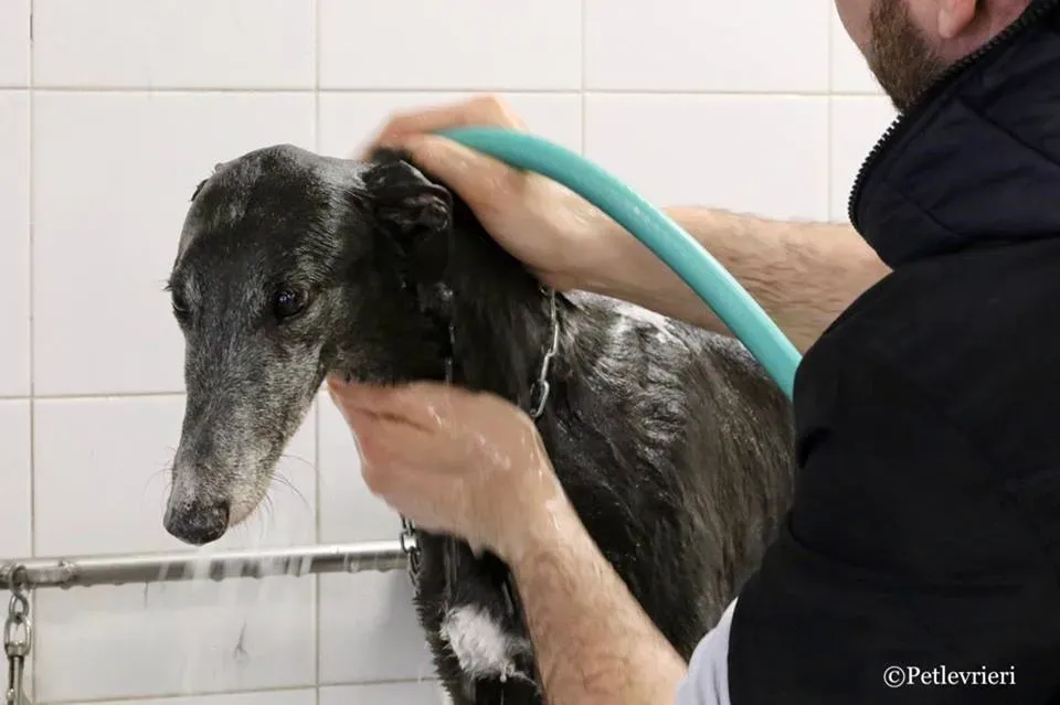 Ringing Hot adozione greyhound macao 30