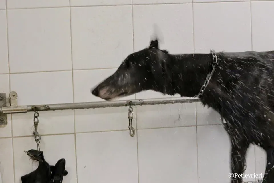 Ringing Hot adozione greyhound macao 31