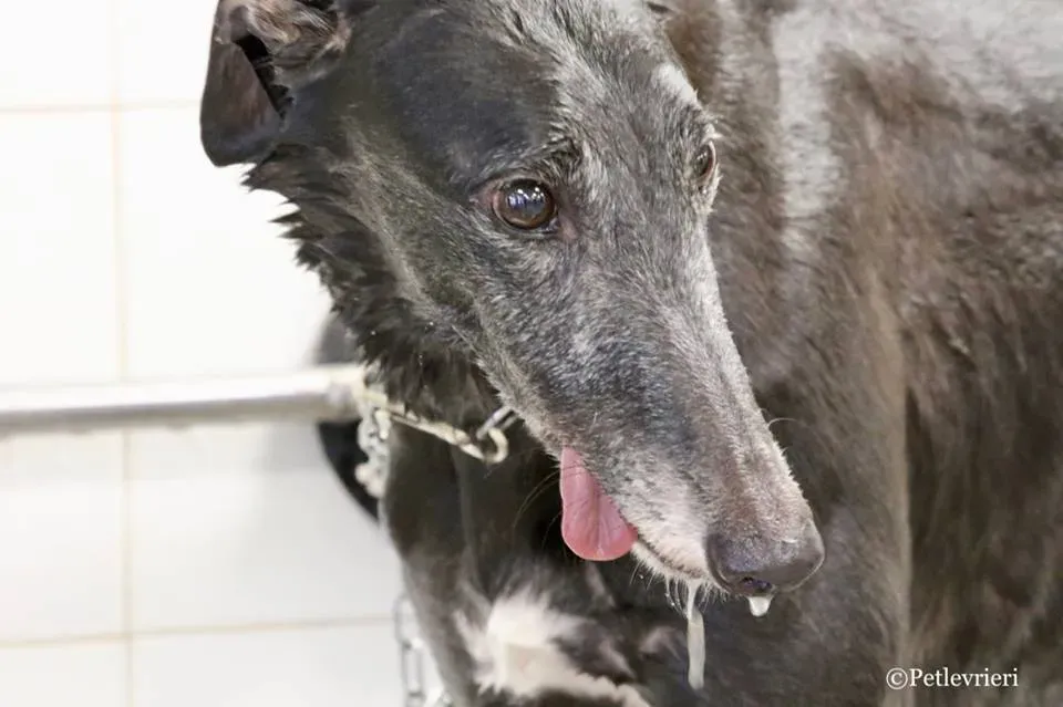 Ringing Hot adozione greyhound macao 32