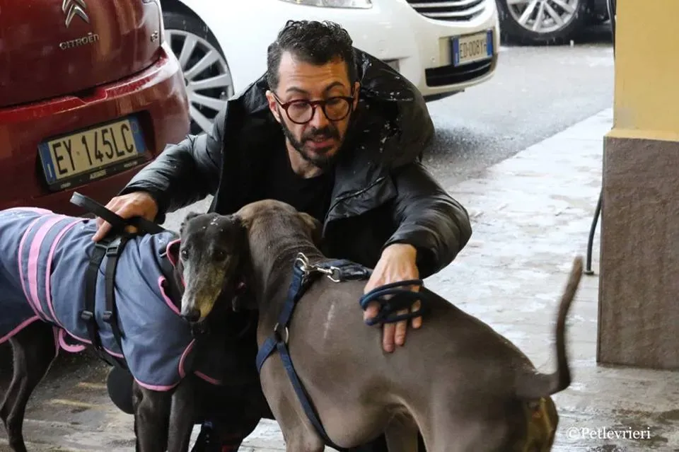 Ringing Hot adozione greyhound macao 34