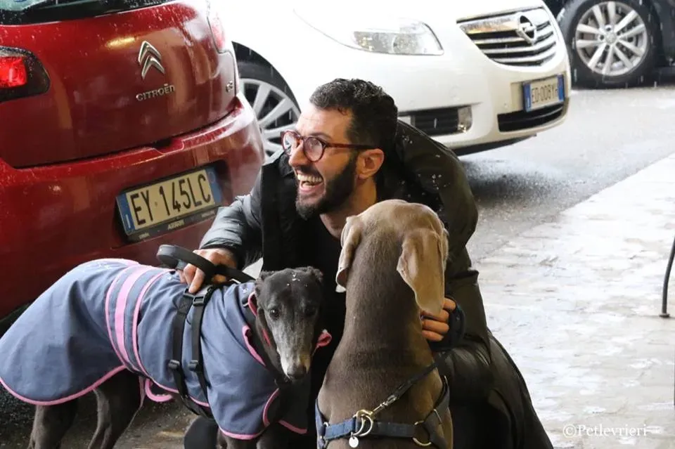 Ringing Hot adozione greyhound macao 35