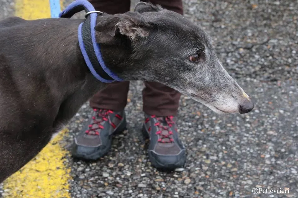 Ringing Hot adozione greyhound macao 4