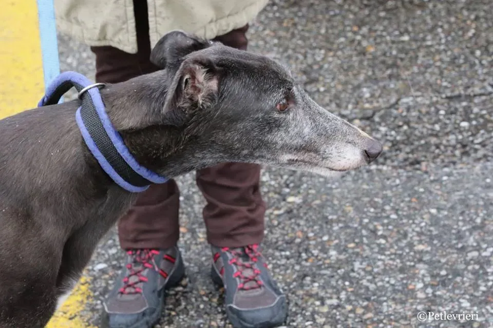 Ringing Hot adozione greyhound macao 5