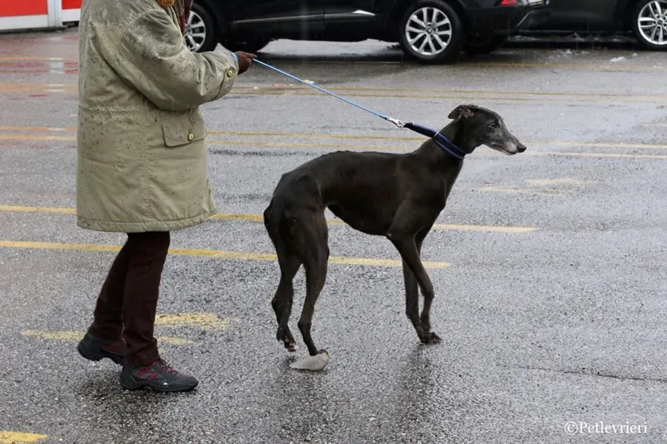 Ringing Hot adozione greyhound macao 6