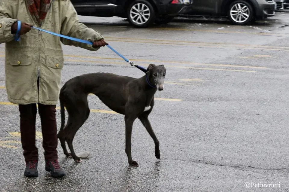 Ringing Hot adozione greyhound macao 7